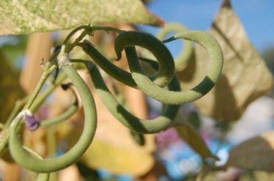 curly bean pods