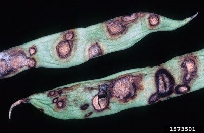 bean anthracnose