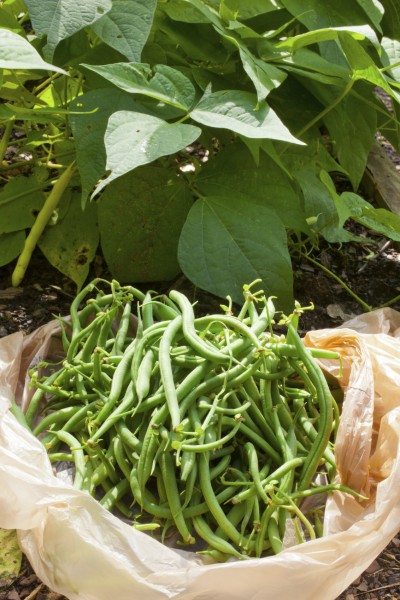 string beans