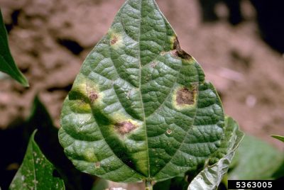 bean blight