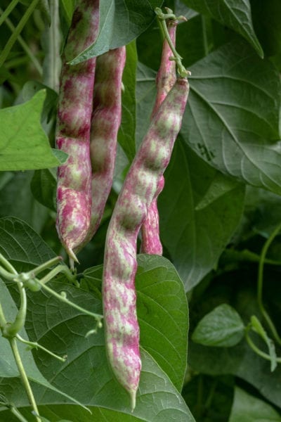 horticultural beans