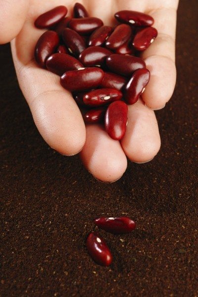 kidney beans