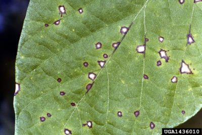 leaf spot