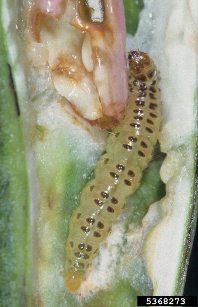 legume pod borer