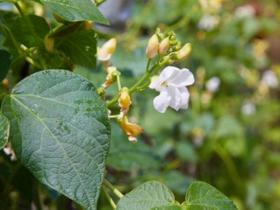 bean blossoms