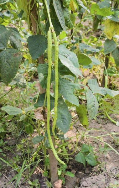 long bean plant