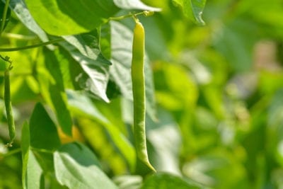 green bean history