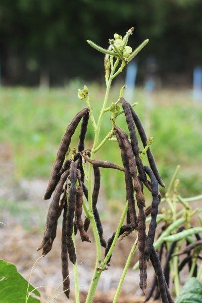 mung beans