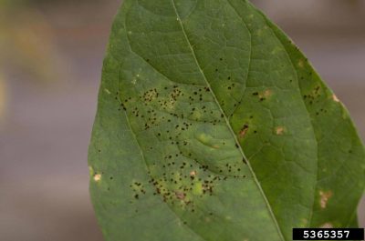 bean rust