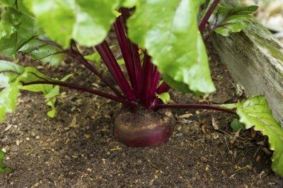 beet soil