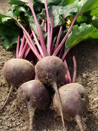 beetroot