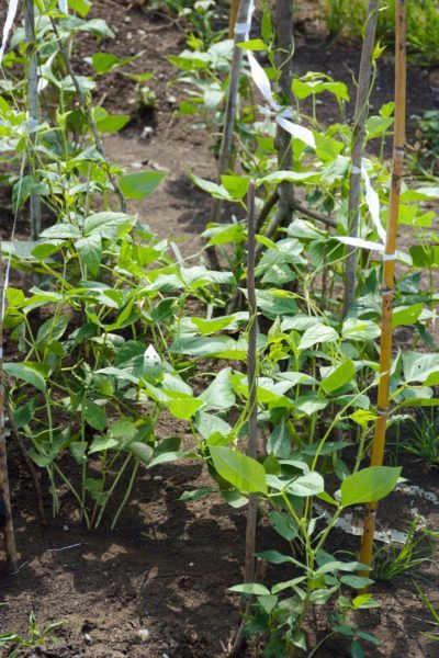 cowpea seedlings