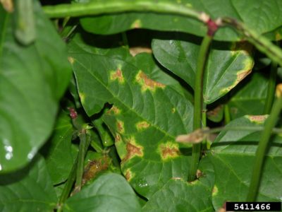 southern pea blight