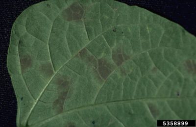 leaf spot