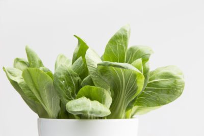 bok choy pot
