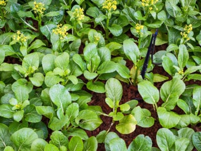 false pakchoi and flowers field