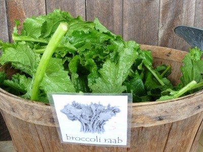 broccoli raab harvest1