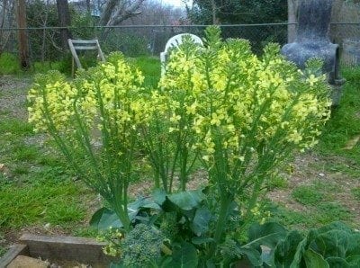 broccoli flowers1