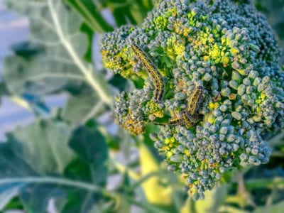 pieris brassicae larva on broccoli