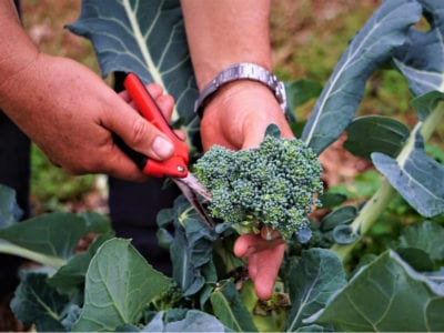 broccoli harvesting