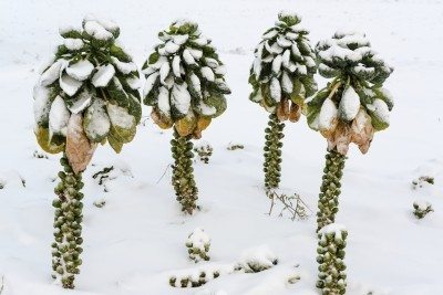 brussels sprout winter
