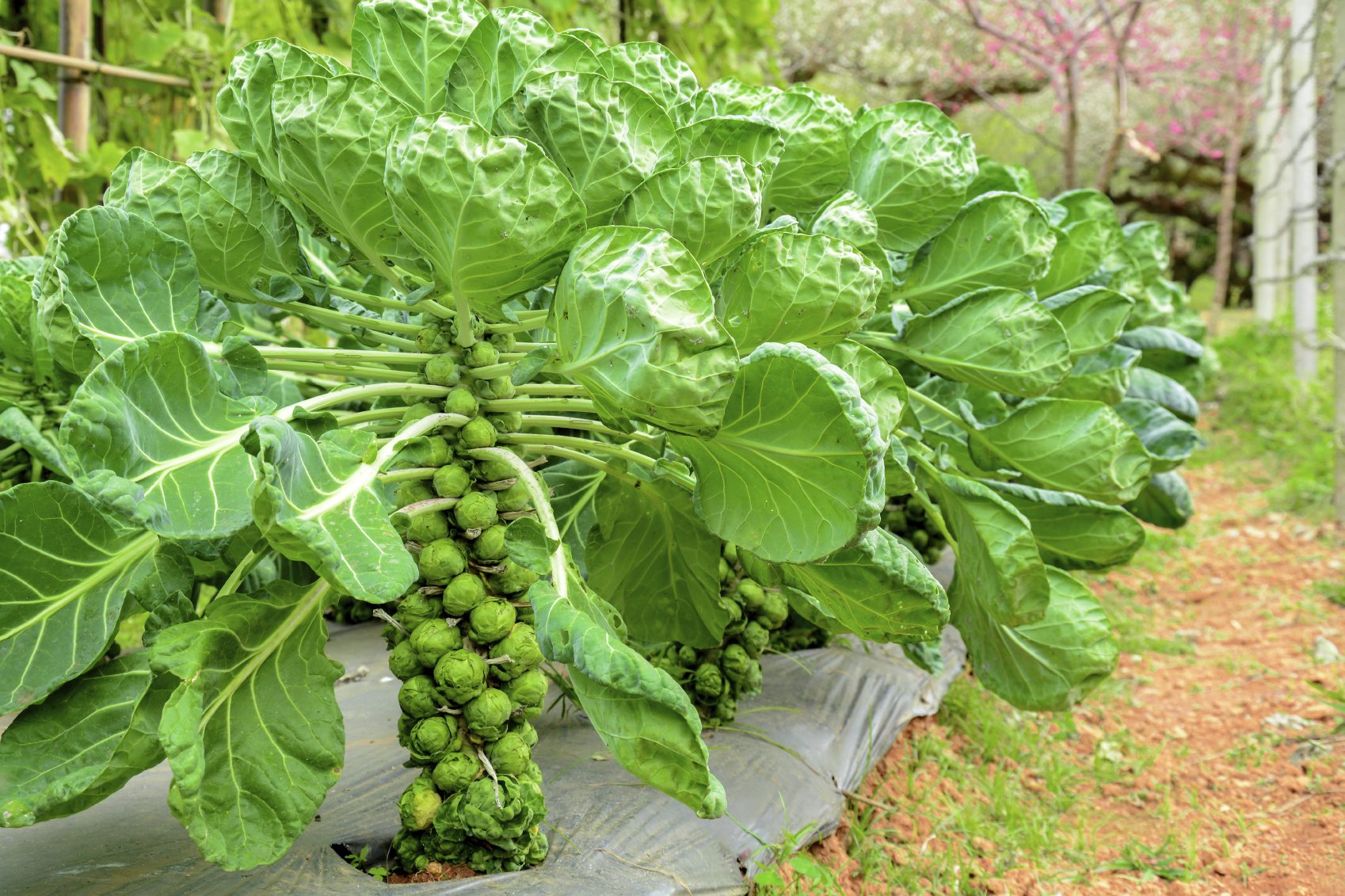 brussels sprout pruning