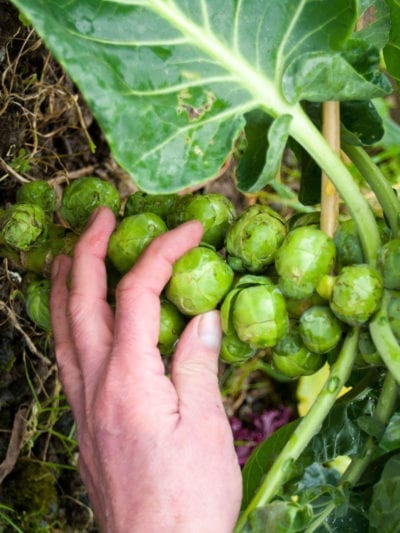 brussels sprouts