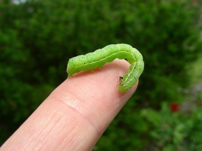 looper caterpillar1