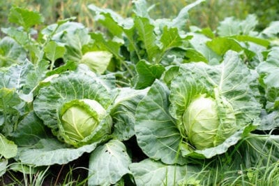 cabbages