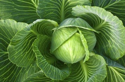 cabbage