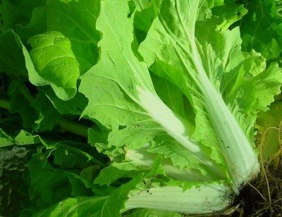 chinese cabbage