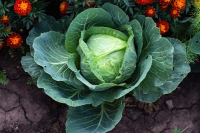 danish cabbage