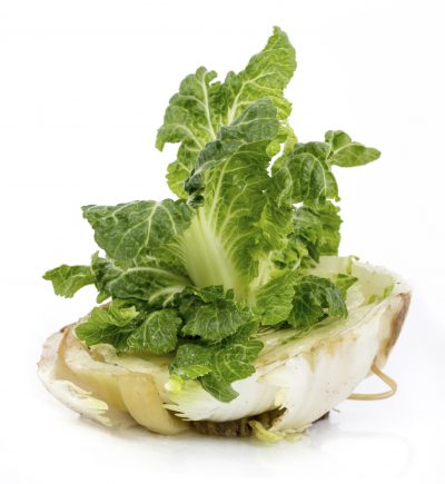 regrow cabbage