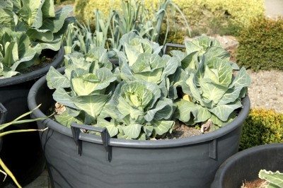 cabbage container