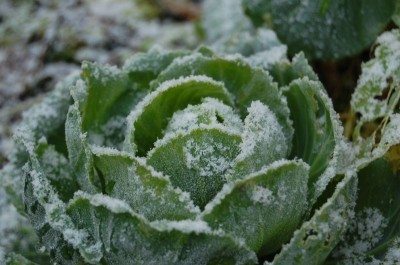 winter cabbage1