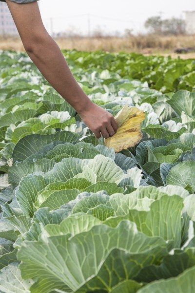 removing cabbage leaf
