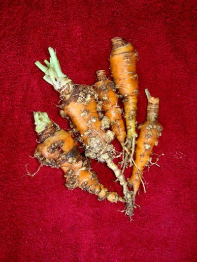 Root knot of carrot