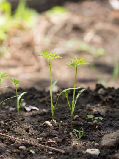 carrot seedlings