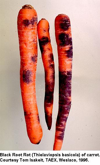 carrot black root