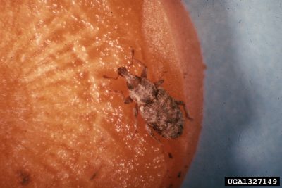 carrot weevil