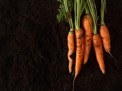 fresh carrots