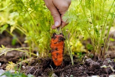 harvest carrot