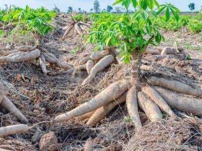cassava