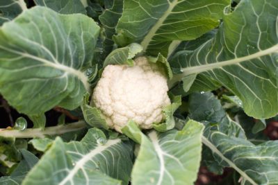 protect cauliflower