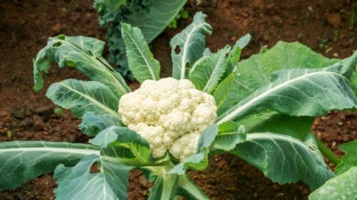 cauliflower