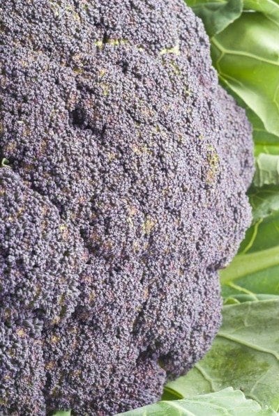 cauliflower purple tinge