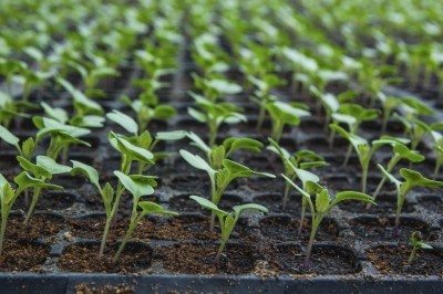 cauliflower seedlings