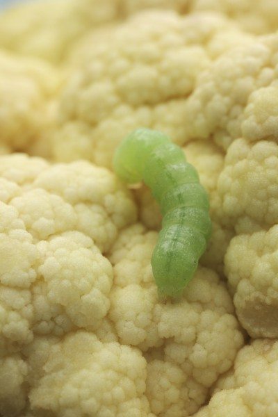 cauliflower worm