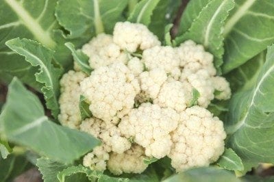 loose head cauliflower