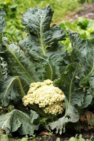 cauliflower